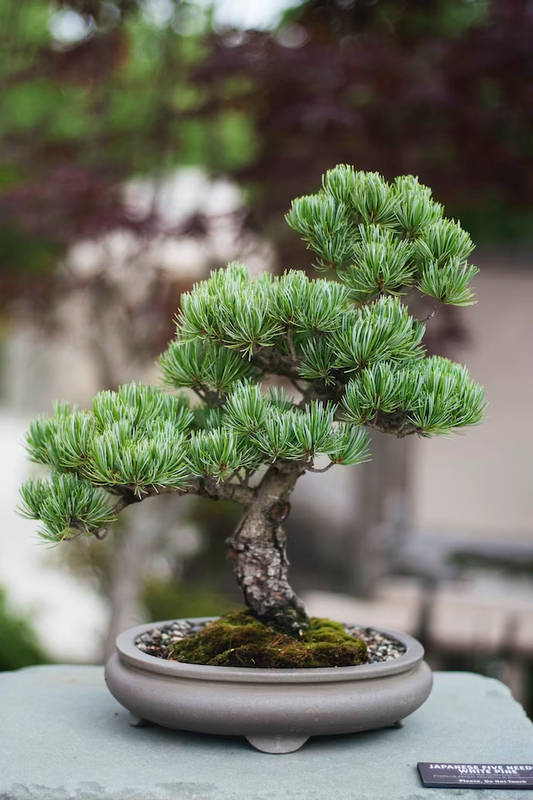 Bonsai Plants: The Tiny Trees That Bring Zen to Your Home