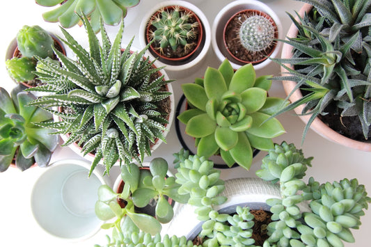 Succulents : More Than Meets the Eye - Unveiling the Astonishing Benefits of These Tiny Wonders