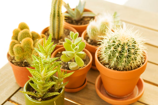 Cactus Family: Prickly, Unique, and Full of Surprises