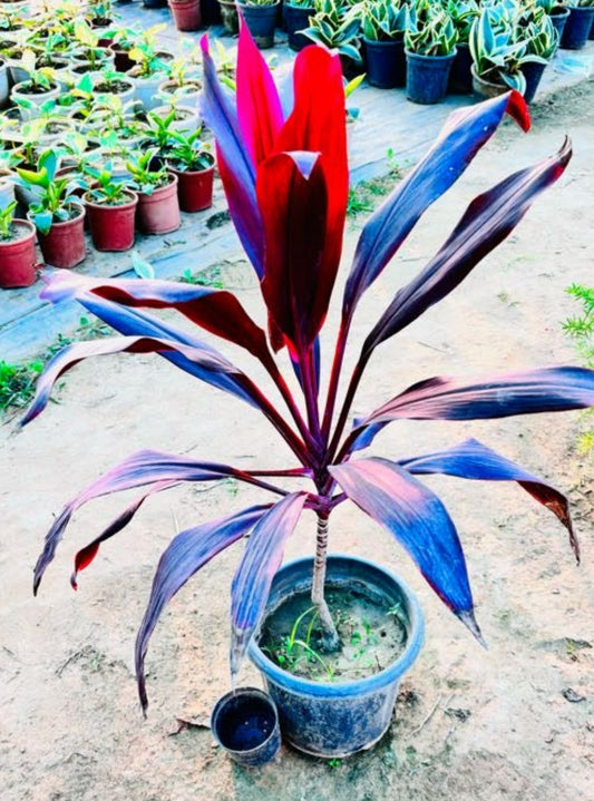 Dracaena Ruby Red Foliage Plant - Large