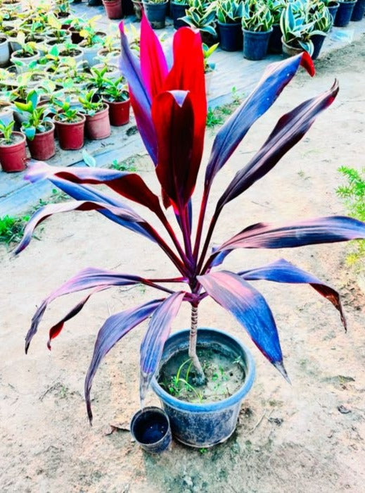 Dracaena Ruby Red Foliage Plant - Large