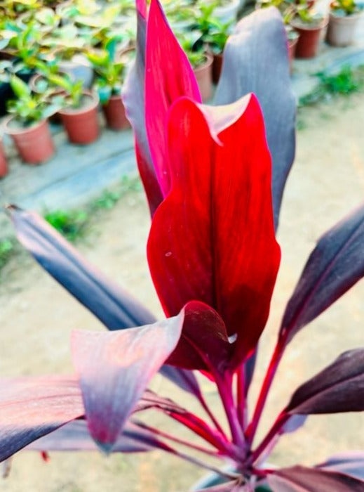 Dracaena Ruby Red Foliage Plant - Large