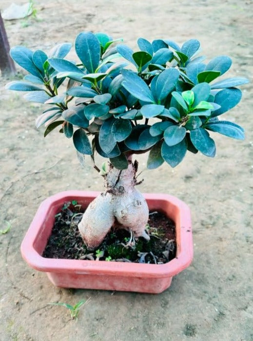 Ficus Microcarpa Bonsai Plant - Medium