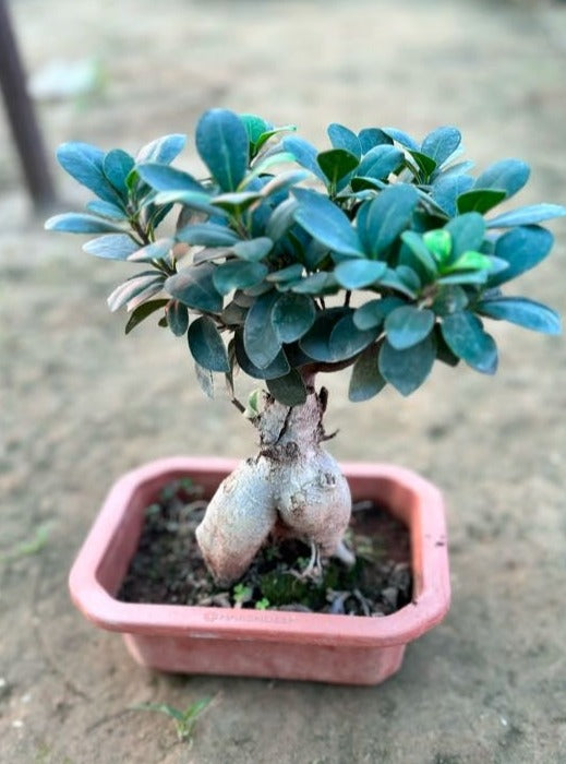Ficus Microcarpa Bonsai Plant - Medium