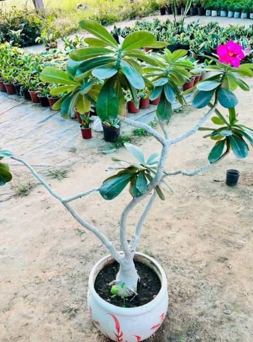 Adenium Flowering Bonsai Plant - XL