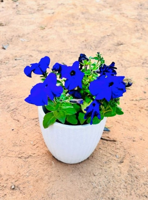 Petunia Purple Flowering Plant - Small