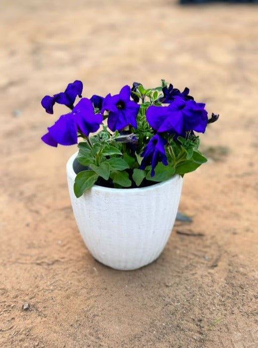 Petunia Purple Flowering Plant - Small