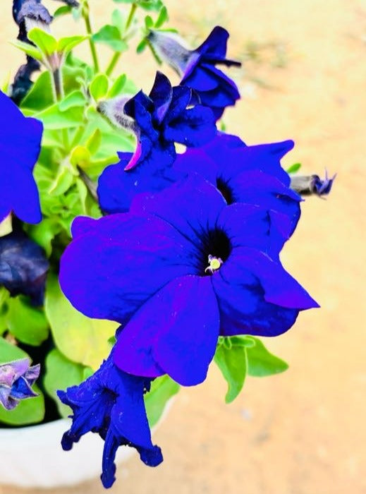 Petunia Purple Flowering Plant - Small
