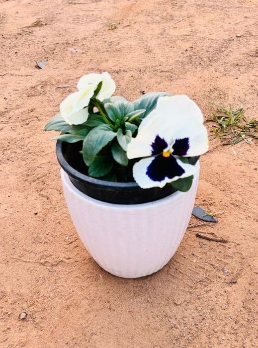 Pansy Whiite & Violet Flowering Plant - Small