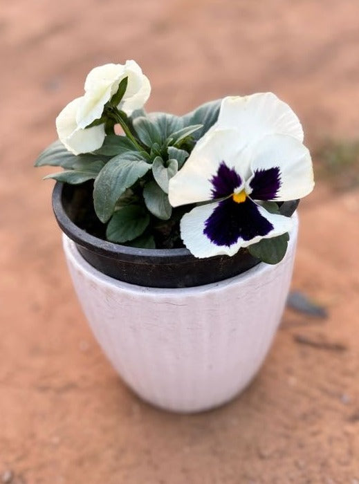 Pansy Whiite & Violet Flowering Plant - Small
