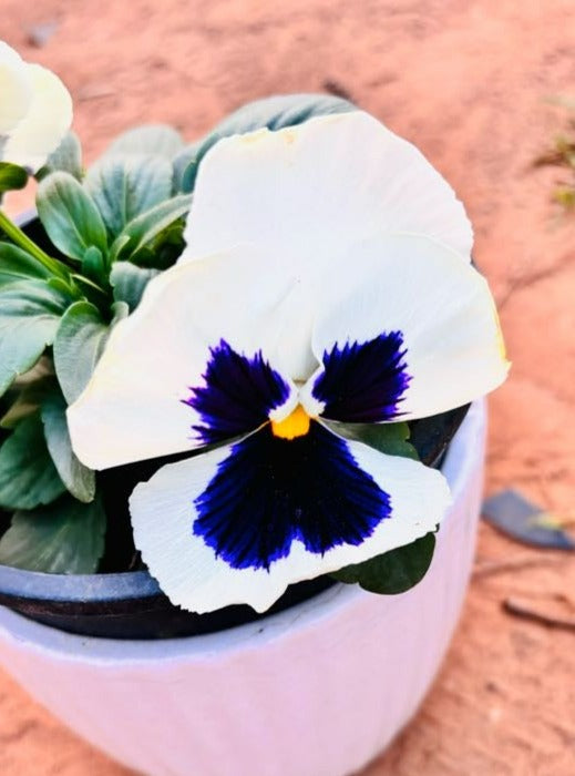 Pansy Whiite & Violet Flowering Plant - Small