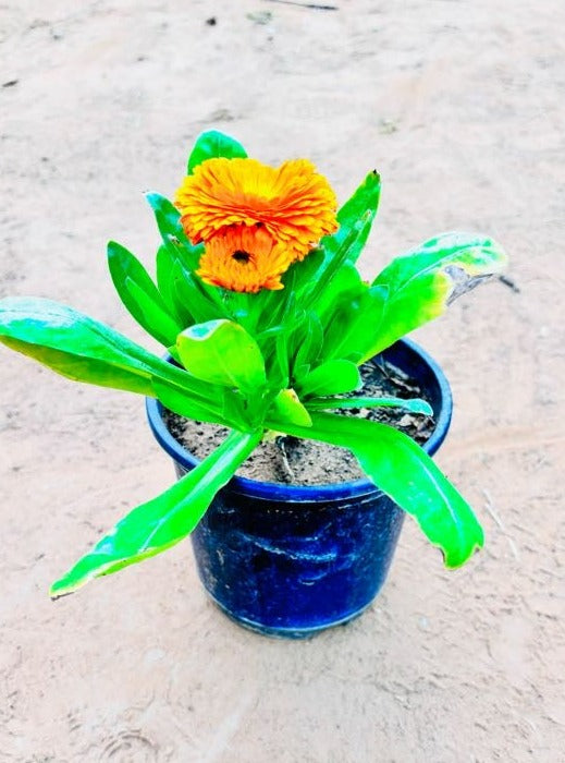 Calendula Orange Flowering Plant - Small