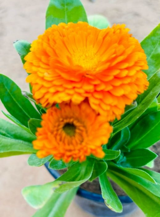 Calendula Orange Flowering Plant - Small
