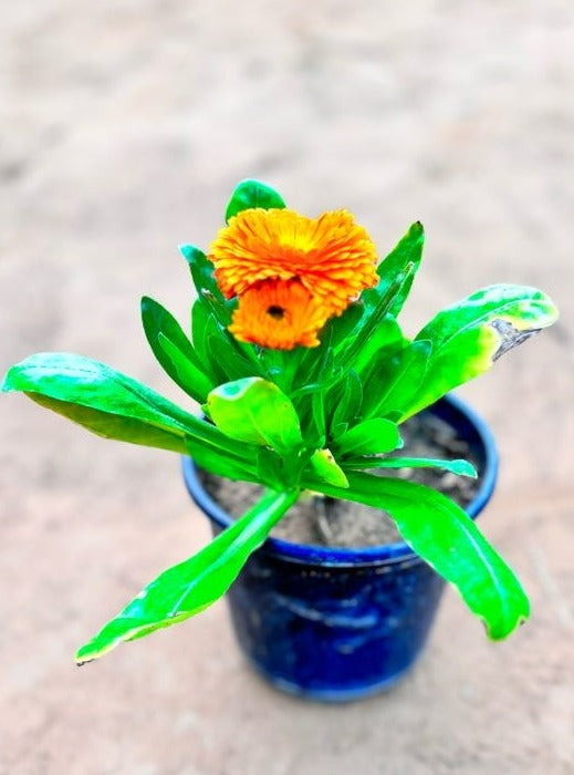 Calendula Orange Flowering Plant - Small