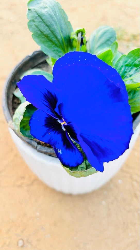 Pansy Purple Flowering Plant - Small