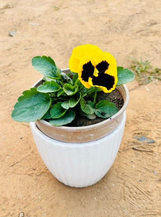 Pansy Yellow & Purple Flowering Plant - Small