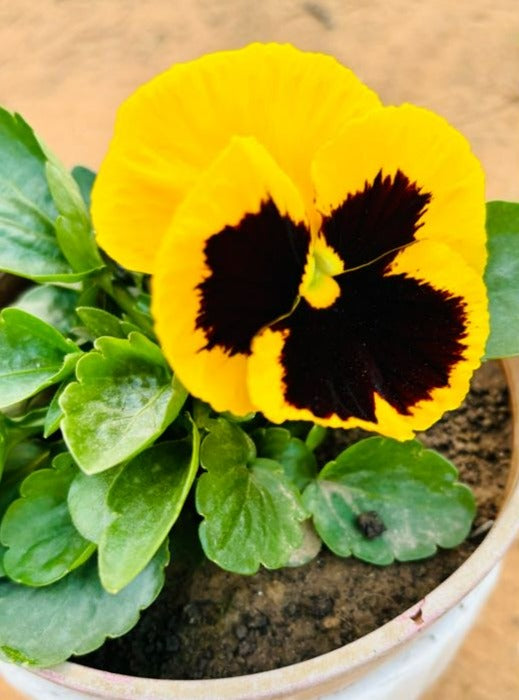 Pansy Yellow & Purple Flowering Plant - Small