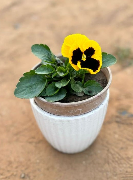 Pansy Yellow & Purple Flowering Plant - Small