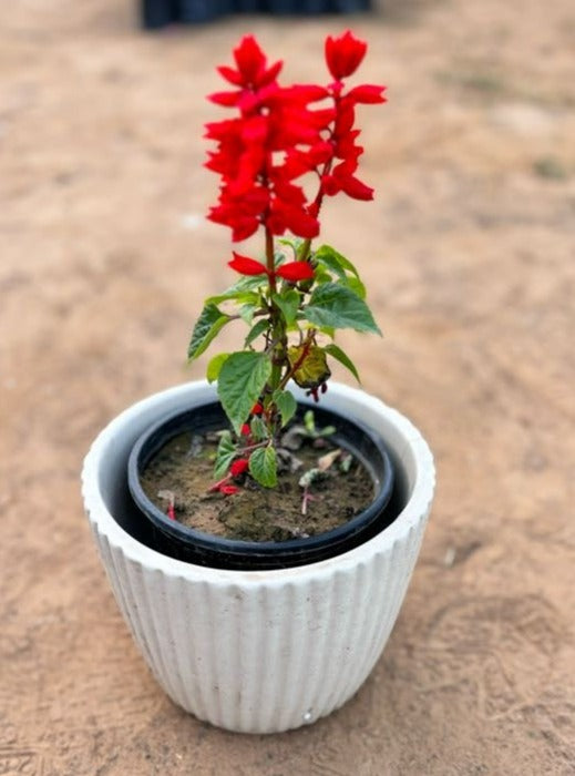 Salvia Red Flowering Plant - Small