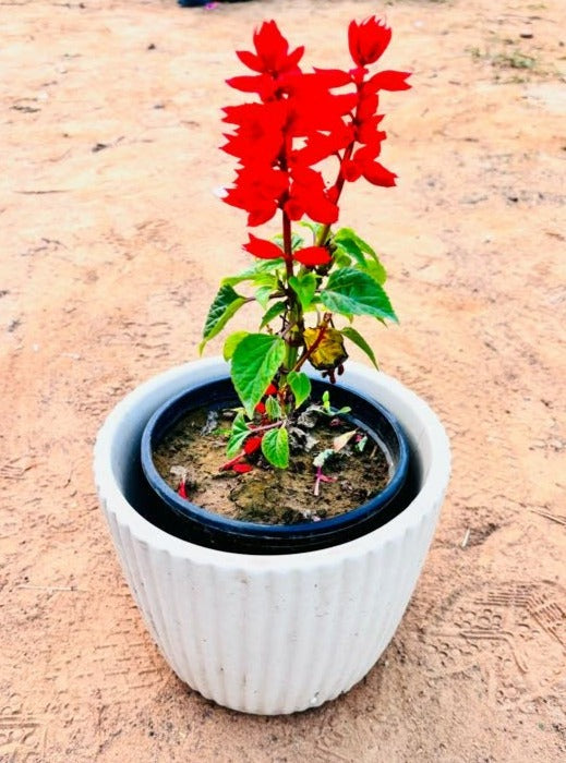 Salvia Red Flowering Plant - Small