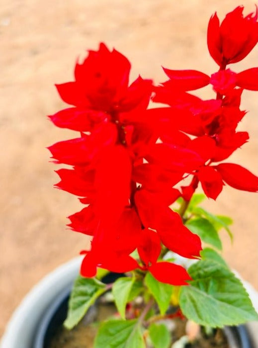 Salvia Red Flowering Plant - Small