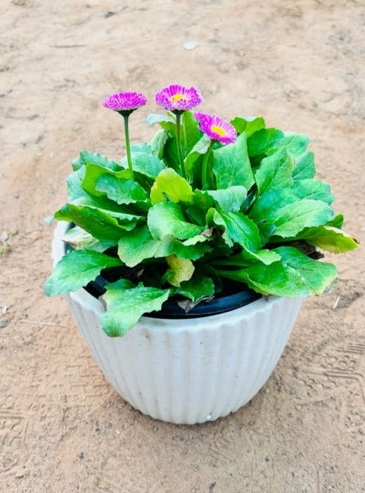 Bellis Perennis Pink Flowering Plant - Small