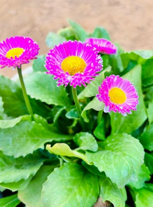 Bellis Perennis Pink Flowering Plant - Small