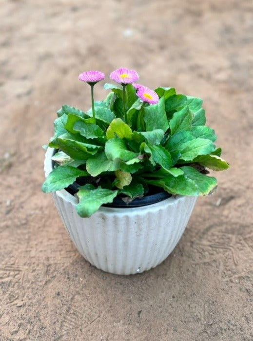Bellis Perennis Pink Flowering Plant - Small