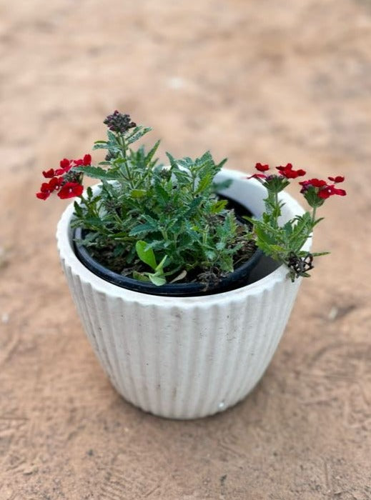 Verbena Red Flowering Plant - Small