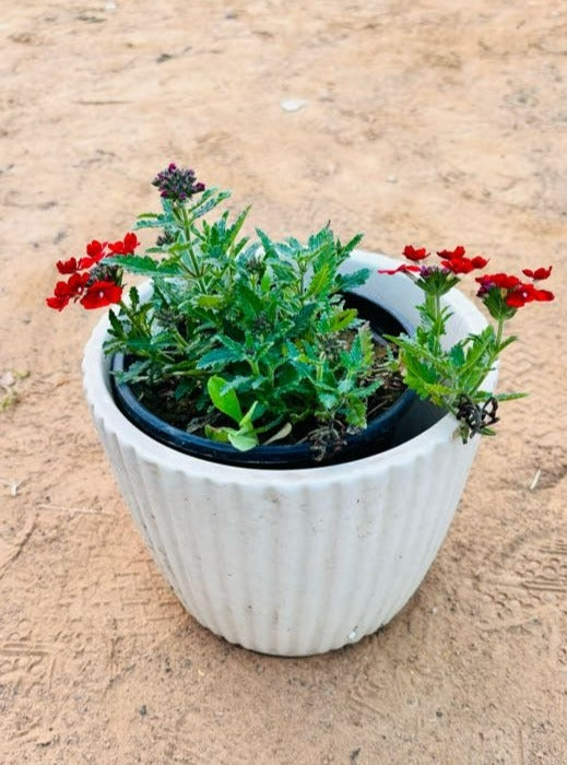 Verbena Red Flowering Plant - Small