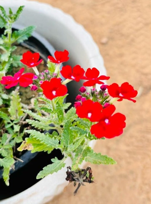 Verbena Red Flowering Plant - Small