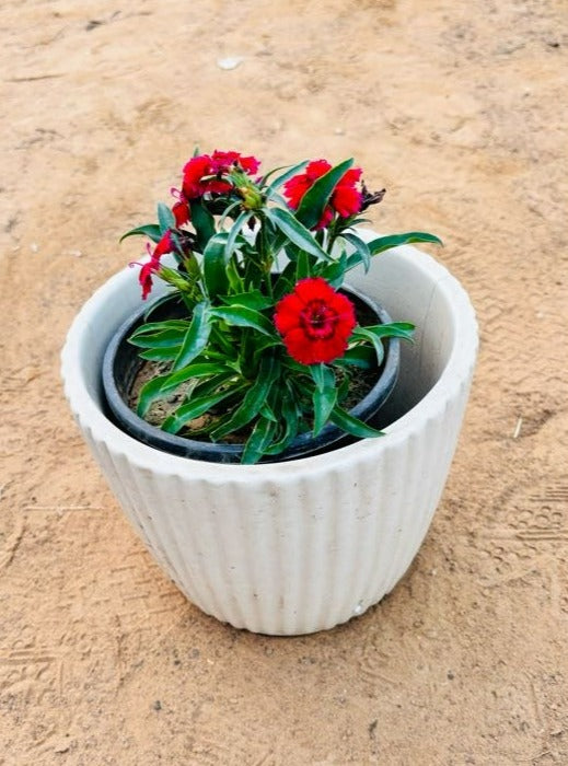 Dianthus Red Flowering Plant - Small