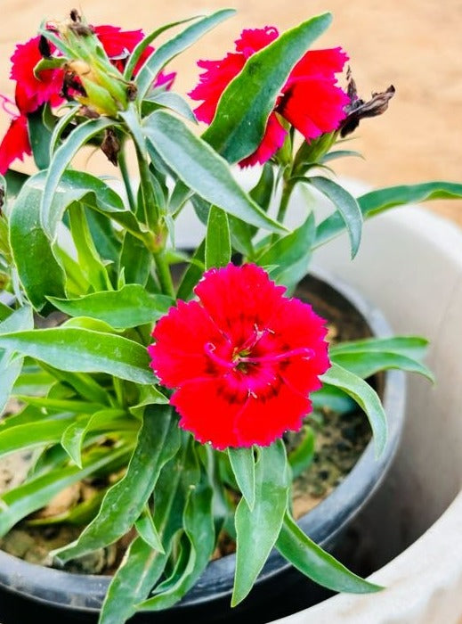 Dianthus Red Flowering Plant - Small
