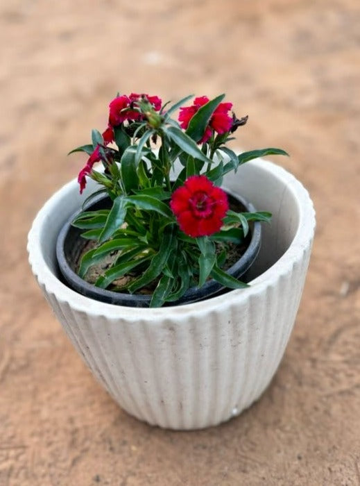 Dianthus Red Flowering Plant - Small