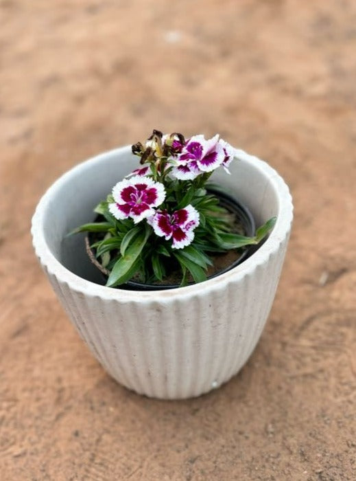 Dianthus White & Pink Flowering Plant - Small