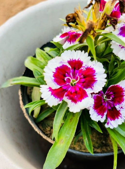 Dianthus White & Pink Flowering Plant - Small