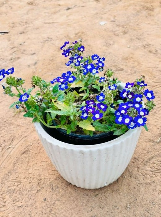 Lobelias Blue Flowering Plant - Small
