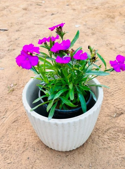 Dianthus Pink Flowering Plant - Small