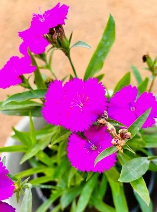 Dianthus Pink Flowering Plant - Small
