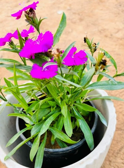 Dianthus Pink Flowering Plant - Small