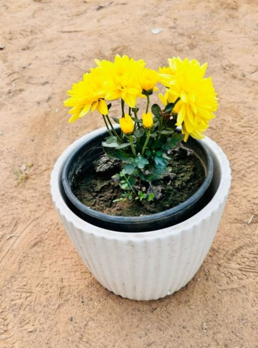 Guldavri Chrysanthemums Yellow Flowering Plant - Small
