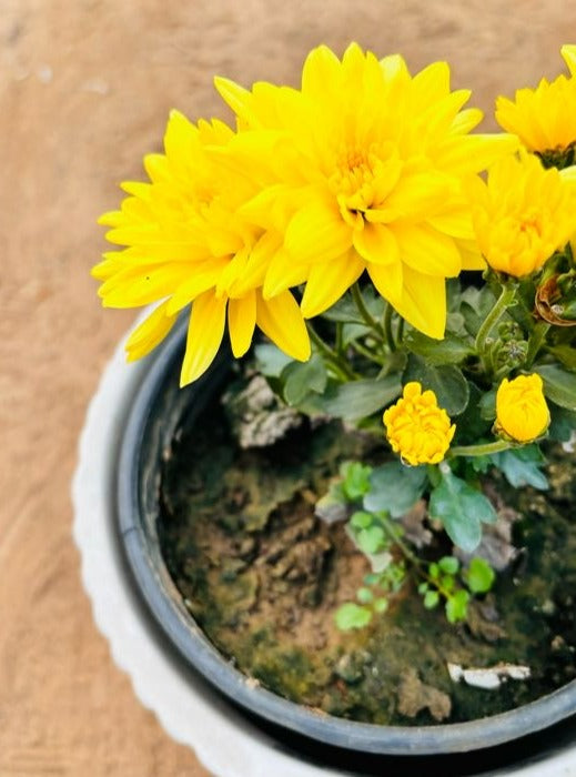 Guldavri Chrysanthemums Yellow Flowering Plant - Small