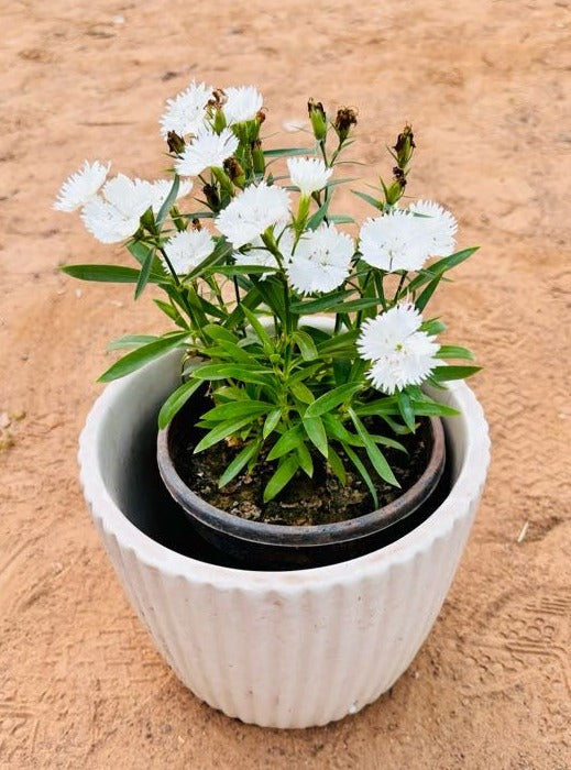 Dianthus White Flowering Plant - Small