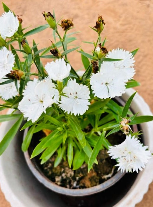 Dianthus White Flowering Plant - Small