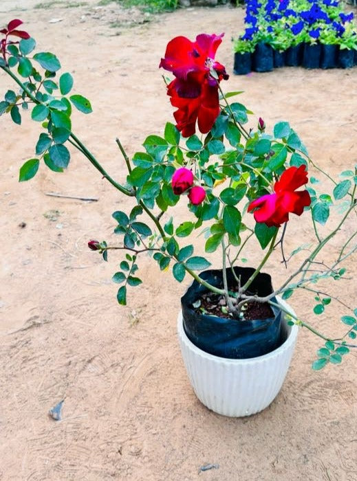 Rose Red Flowering Plant - Medium