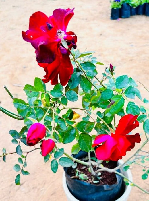 Rose Red Flowering Plant - Medium