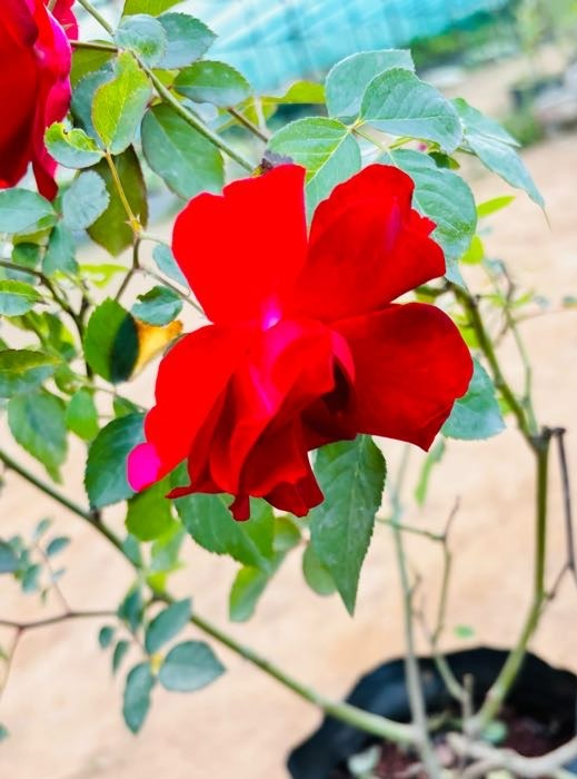 Rose Red Flowering Plant - Medium