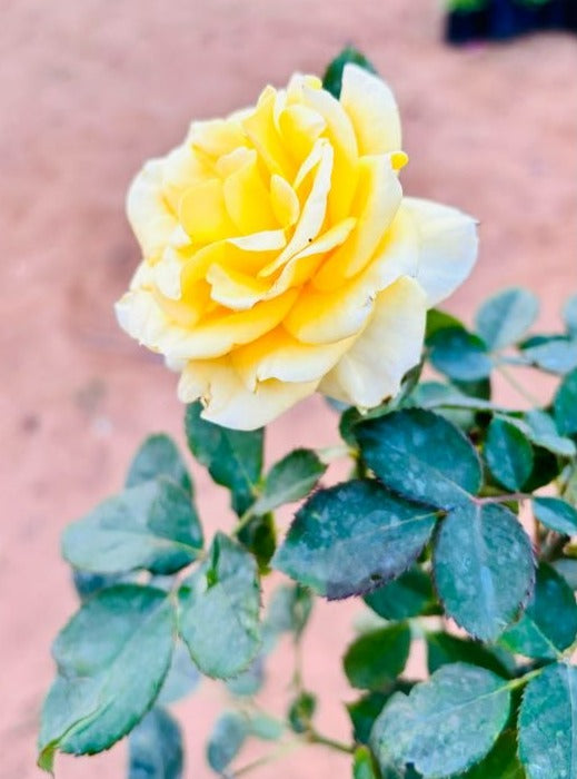 Rose Yellow Flowering Plant - Medium