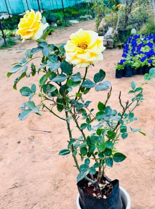Rose Yellow Flowering Plant - Medium