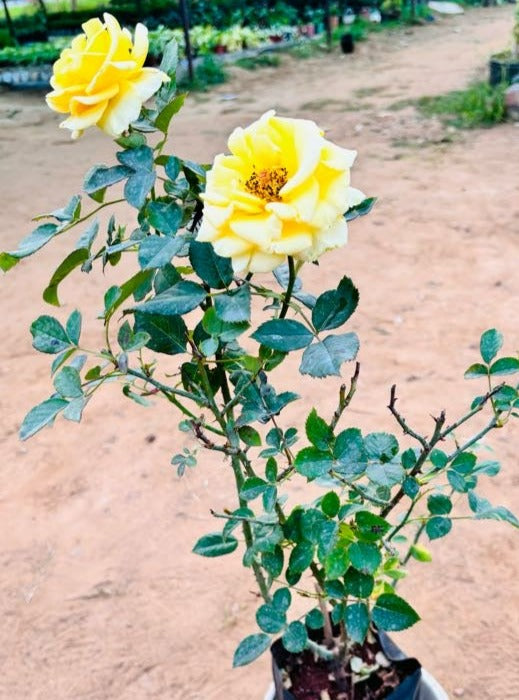 Rose Yellow Flowering Plant - Medium